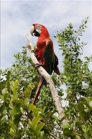 Cayo Coral